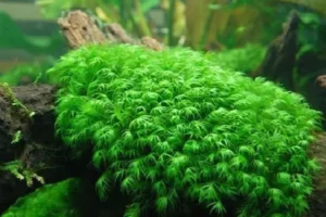 MUSCHIO FISSIDENS FONTANUS (PHOENIX MOSS) 3x3 cm