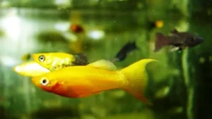 Poecilia Sphenops Gold Molly coda a Lyra 4 cm