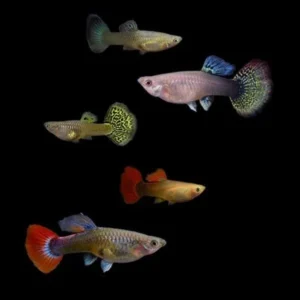 Guppy femmine multicolor mix, Poecilia reticulata female 2,5-3,5 cm