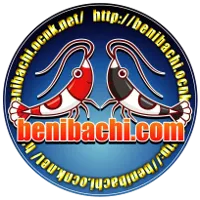 Benibachi Black Soil 2-3mm - 5 Kg - fondo allofano per caridine cantonensis