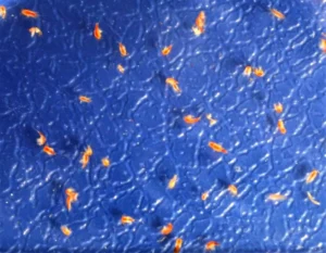 Copeopodi - Marine Copeopods - CIBO VIVO PER PESCI E CORALLI - STARTER COLTURA - zooplancton