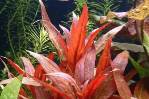 Alternanthera Reineckii RED - pianta rossa a crescita rapida in vasetto