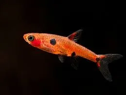 Rasbora Maculata - Boraras Maculatus - Dwarf Rasbora 1,5 cm - Nanofish