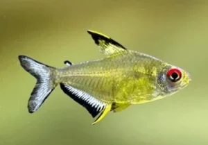 Hyphessobrycon Pulchripinnis  2-3 cm - Tetra Limone - lemon Tetra