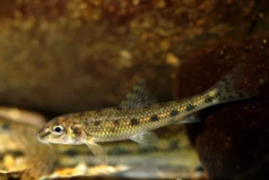 Gobio Gobio 7-10 cm - pesce d'acqua fredda e da laghetto