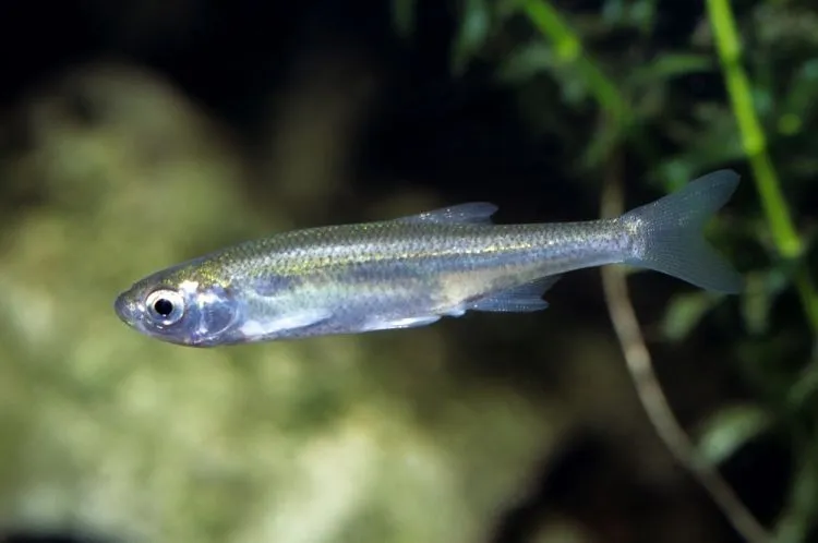 Leucaspius Delineatus - Alborella Fasciata 3-6 cm - pesce d'acqua fredda e da laghetto