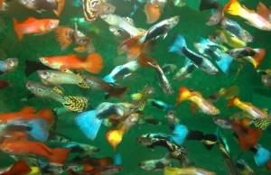 Guppy maschio multicolor mix, Poecilia reticulata male 3-3,5 cm
