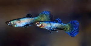 Guppy maschio Blue jeans, Poecilia reticulata male 3,5 cm