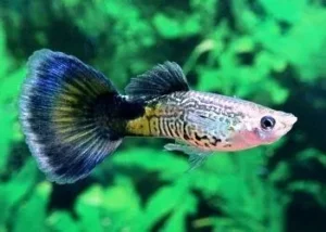 Guppy maschio Blue Cobra, Poecilia reticulata male 3,5 cm