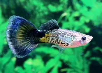 Coppia di Guppy Blue Cobra, Poecilia reticulata 3,5 cm maschio + femmina