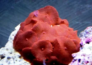Discosoma Red Mushroom - rosso - Corallo molle facile - 1 disco su frag