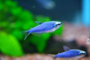 Inpaichthys Kerri Superblue 2.5-3.5 cm - Emperor tetra blu