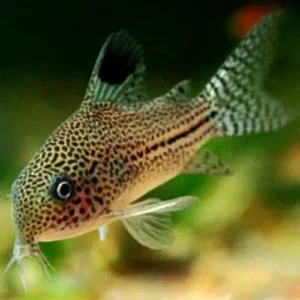 Corydoras Julii 3 cm, pesce da fondo