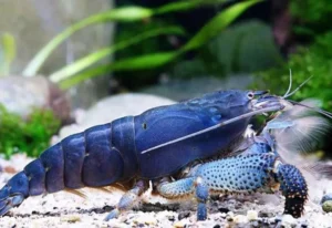 Atya gabonensis - Cameroon Armoured Shrimp, Bamboo Shrimp - Atyopsis 3-6 cm