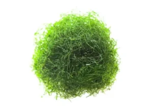 Alga Chaetomorpha per acquario marino - starter per refugium e reattore ad alghe