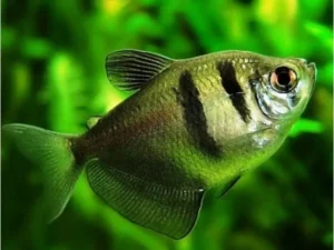 Gymnocorymbus ternetzi, pesce gonnella 2-5 cm