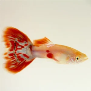 Coppia di Guppy Pigeon Blood, Poecilia reticulata 3,5 cm maschio + femmina