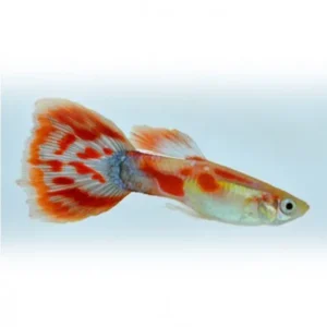 Guppy maschio Pigeon Blood, Poecilia reticulata male 3,5 cm