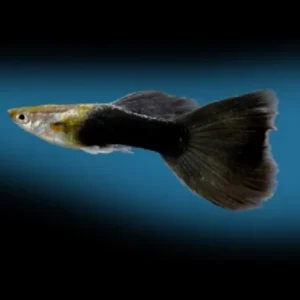 Coppia di Guppy Black Tail, Poecilia reticulata 3,5 cm maschio + femmina