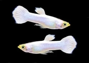 Guppy maschio Platinum Snow White base gold, Poecilia reticulata male 3,5 cm