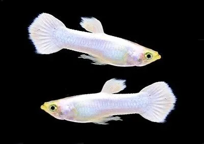 Guppy maschio Platinum Snow White base gold, Poecilia reticulata male 3,5 cm