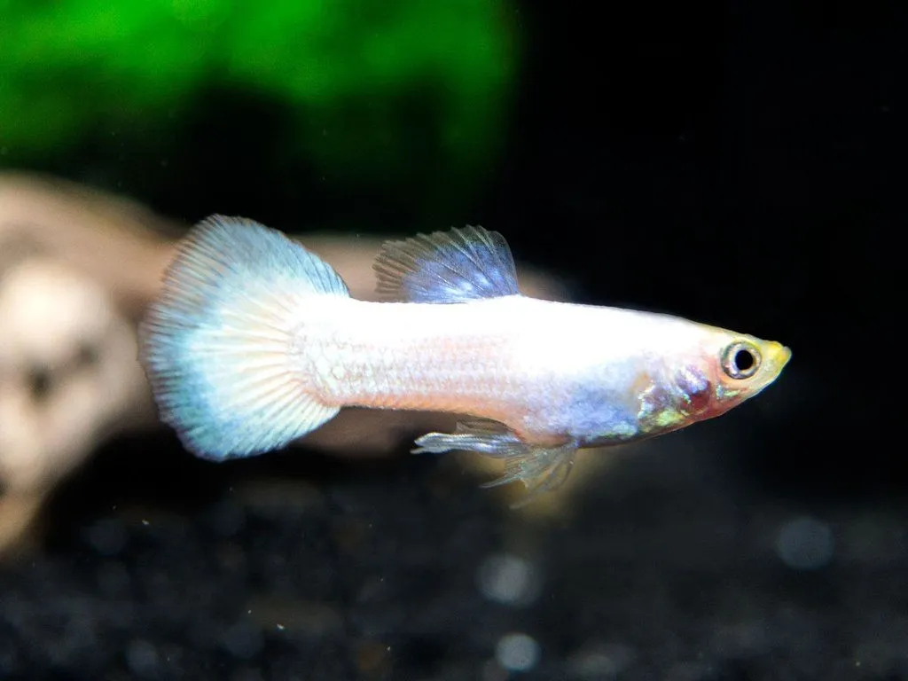 Guppy maschio Platinum Snow White base gold, Poecilia reticulata male 3,5 cm