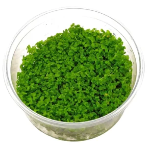 Micranthemum Monte Carlo in cup da 10 cm - pianta da pratino - primo piano