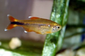 Hasemania nana red, tetra rame 2.5 cm