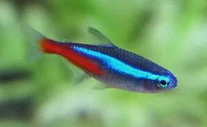 Paracheirodon innesi, Tetra Neon 1,5-2,5 cm