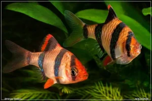 Barbus tetrazona, Barbo tighe 3 cm
