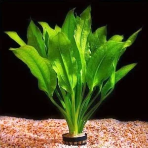 Echinodorus Amazonicus in vasetto, pianta facile a foglia larga
