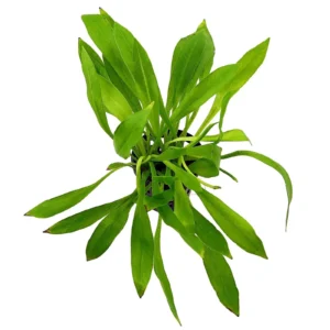 Echinodorus Quadricostatus in vasetto, pianta facile a foglia larga