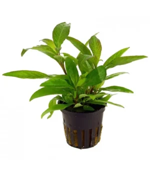 Hygrophila Corymbosa, pianta da sfondo o da centro facile a foglia larga in vasetto