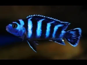 Pseudotropheus Demasoni 3-5 cm - Ciclidi Africani lago malawi