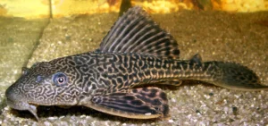 Hypostomus Plecostomus 20 cm pulitori da vetro XL