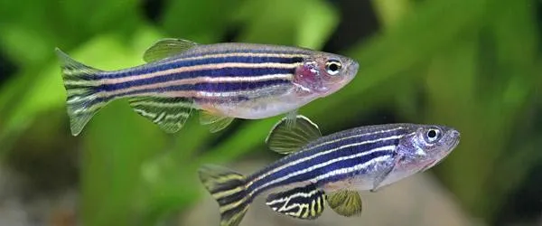 Brachydanio rerio - Danio Zebrato 2-3 cm - Danio Zebra