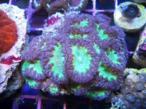 Blastomussa Wellsi purple green - Corallo duro LPS facile - 1 head