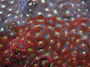 Favites Pentagona Red - Corallo duro LPS facile - frag circa 5 cm