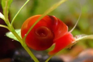 PLANORBARIUS CORNEUS RED, ROSSE - lumache detritivore - Planorbella Duryi Red