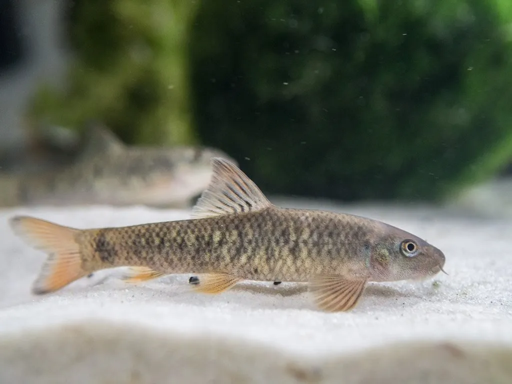 Garra Rufa, pesce dottore, usato anche per la pedicure 3-5 cm