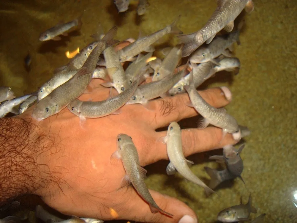 Garra Rufa, pesce dottore, usato anche per la pedicure 3-5 cm