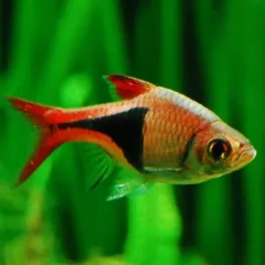 Trigonostigma heteromorpha, rasbora arlecchino 1-3 cm