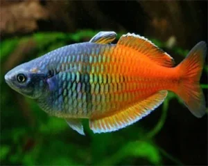 Melanotaenia Boesemani, pesce arcobaleno 5 cm