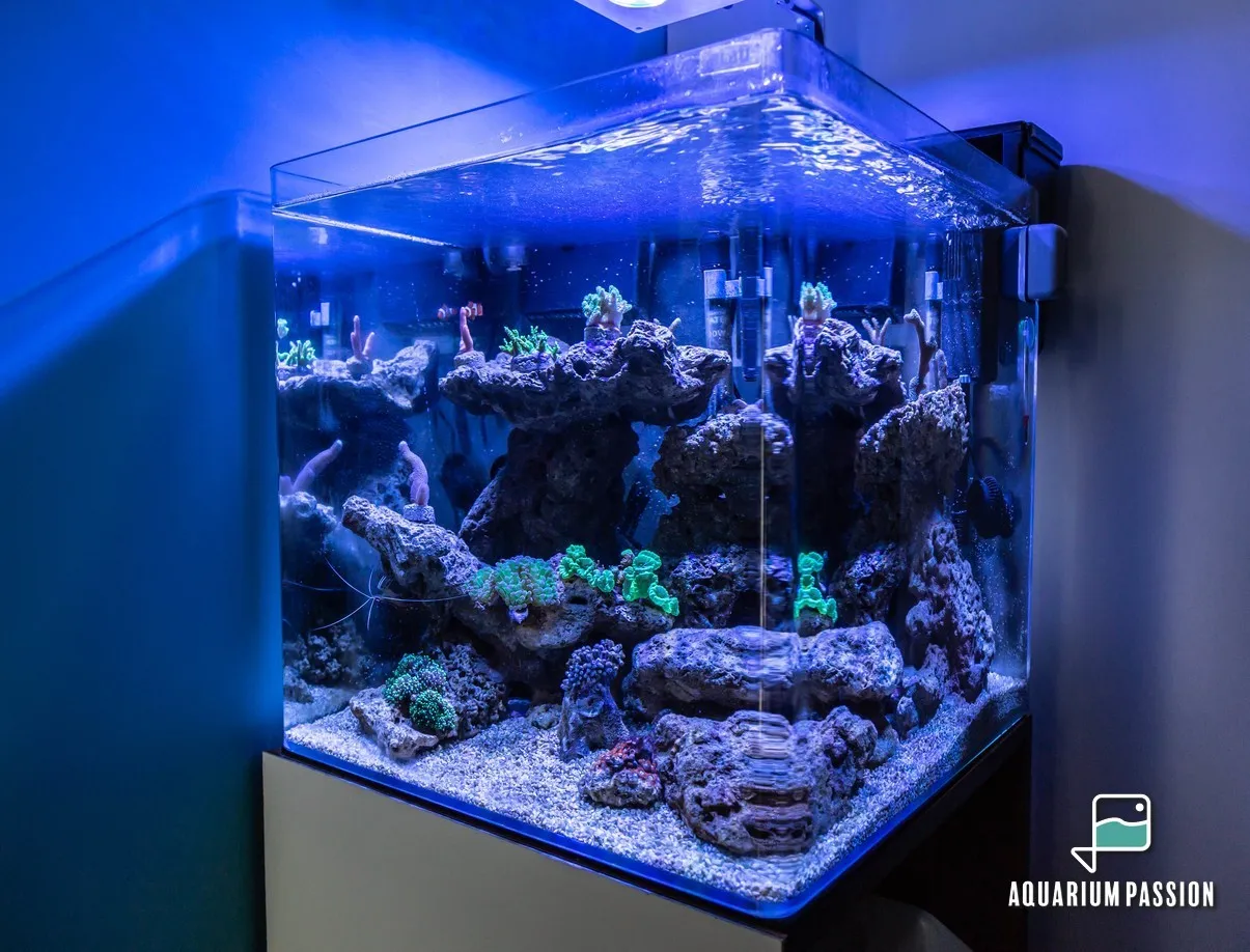 Nano reef 90 litri completo di tecnica: skimmer Tunze, filtro Tidal, pompe Sicce e plafoniera led Cetus 2 - 84w