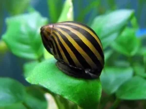Neritina natalensis zebra paralella 2,5 cm mangia alghe nere a pennello