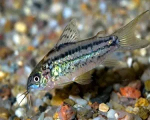 Corydoras Nannus  2 cm, pesce da fondo