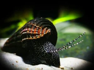 Lumaca Tylomelania White Spot Rabbit Snail 5 cm