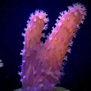 Sinularia Flexibilis red - Corallo molle facile - frag 5 cm