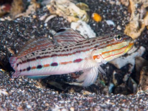 Valenciennea Longipinnis - Long-finned goby - setaccia la sabbia