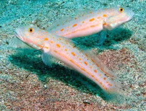 Valenciennea puellaris Gobbio - Fanciulla - setaccia la sabbia